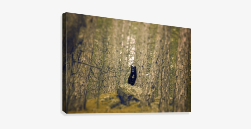 King Of The Hill Canvas Print - American Toad, transparent png