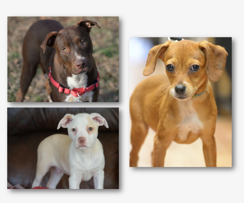 January 13, Adoption Fair - Companion Dog, transparent png