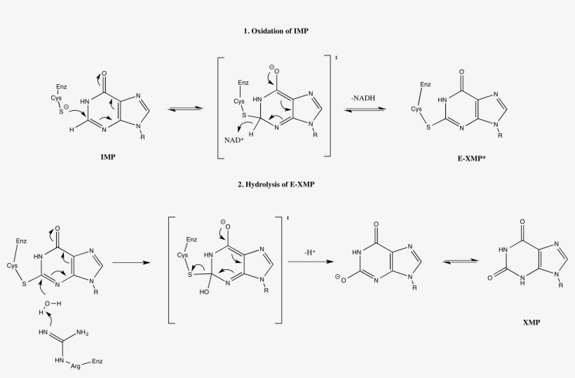 Imp Dehydrogenase Mechanism - Imp Dehydrogenase, transparent png