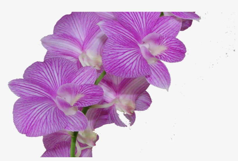 New 138 Purple Flower Crown Png - Flor Morado Png, transparent png