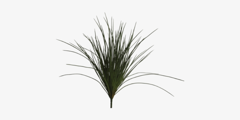 Product Images - Abigail Ahern Wild Grass Plant, transparent png