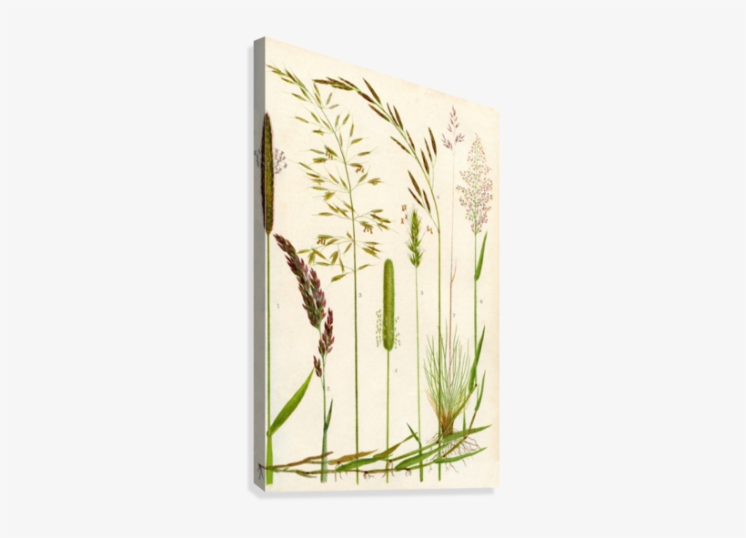 Yellow Oat Grass - Wild Grasses, transparent png