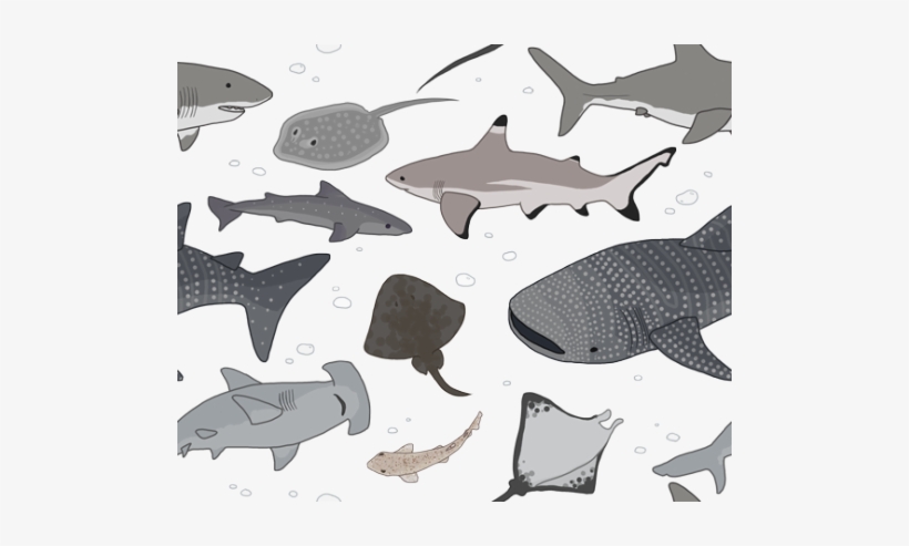 Now With Even More Sharks And Some Of Their Closer - Background Fish, transparent png