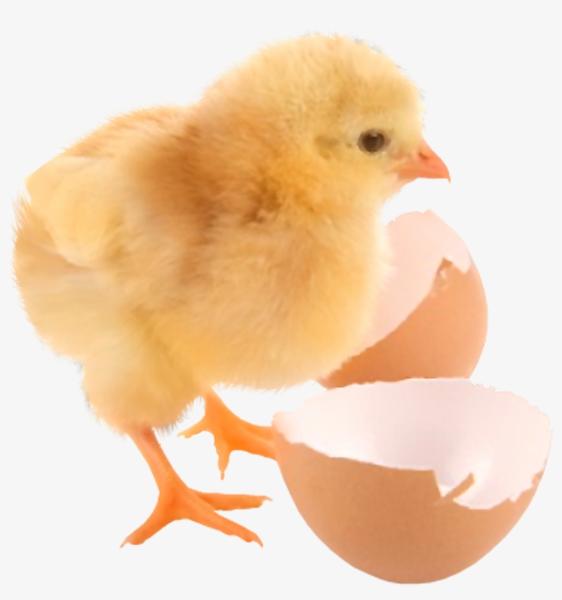 No Comment - Zaote 24 Eggs Small Size Digital Automatic Incubators, transparent png