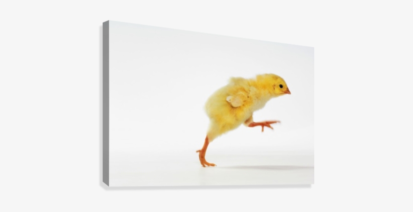 Baby Chicken - Dinosaur, transparent png