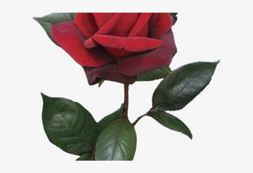 Red Flower Clipart Long Stem Rose - Single Red Rose Bud, transparent png
