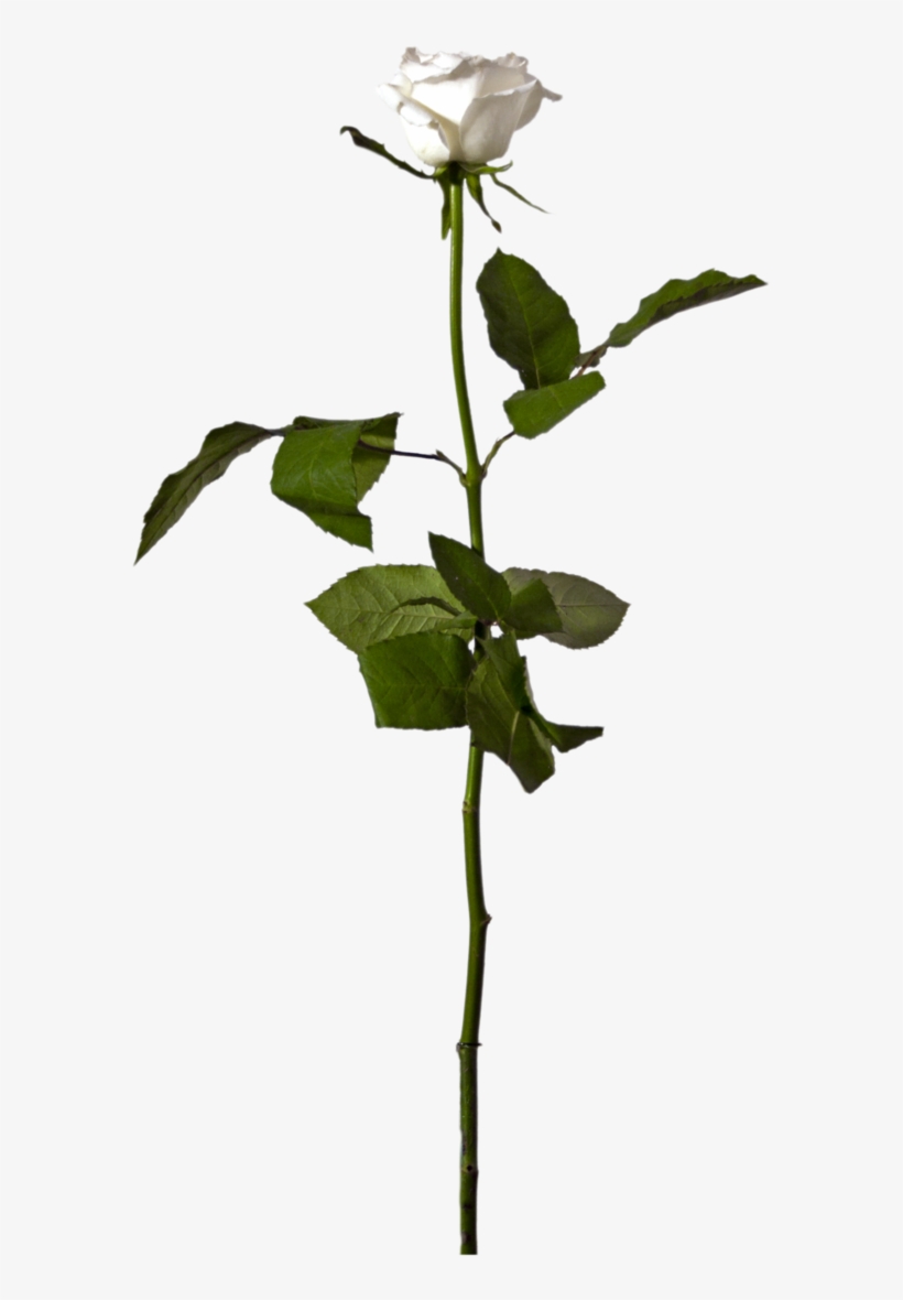 Single White Rose Png, transparent png