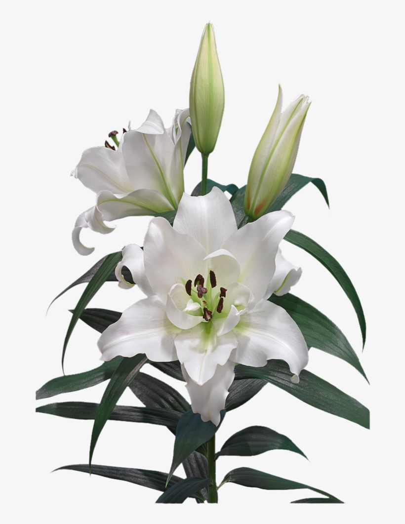 Lily, transparent png