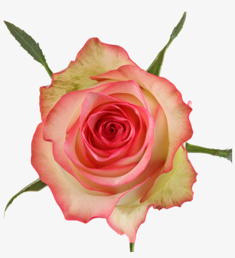 Available Stem Size - Garden Roses, transparent png