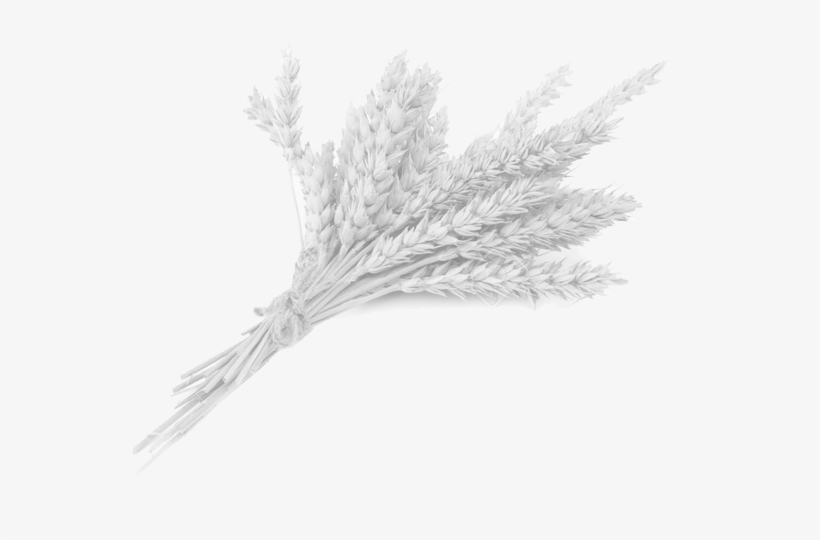 Footer Ccards 27 Jun 2017 - Wheat, transparent png