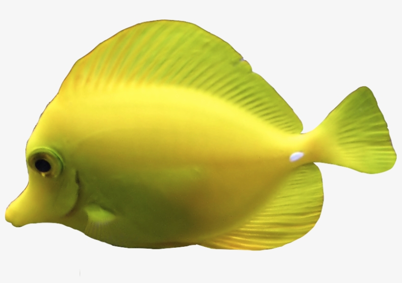 Source - Transparent-animals - Tumblr - Com - Portable Network Graphics, transparent png