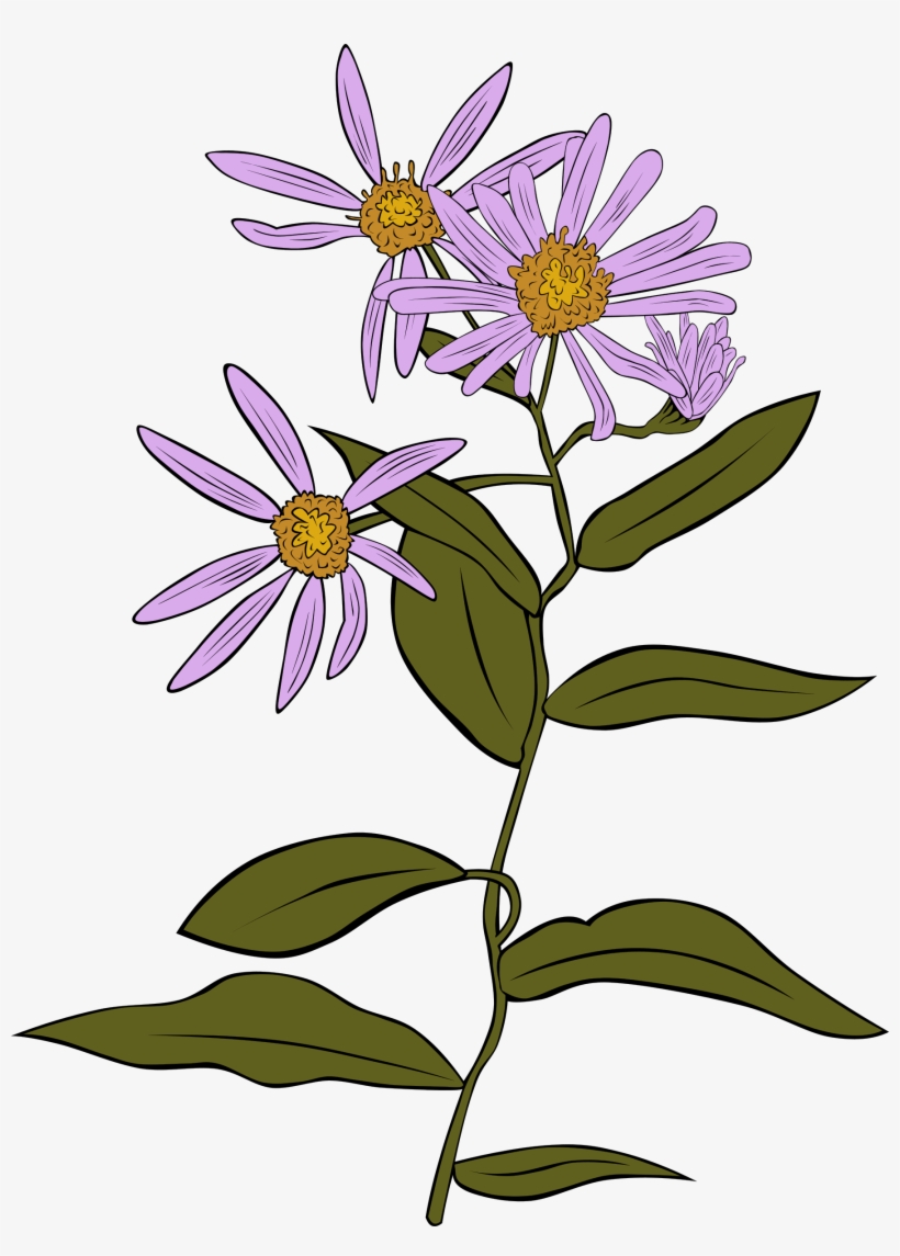 This Free Icons Png Design Of Aster Conspicuus, transparent png