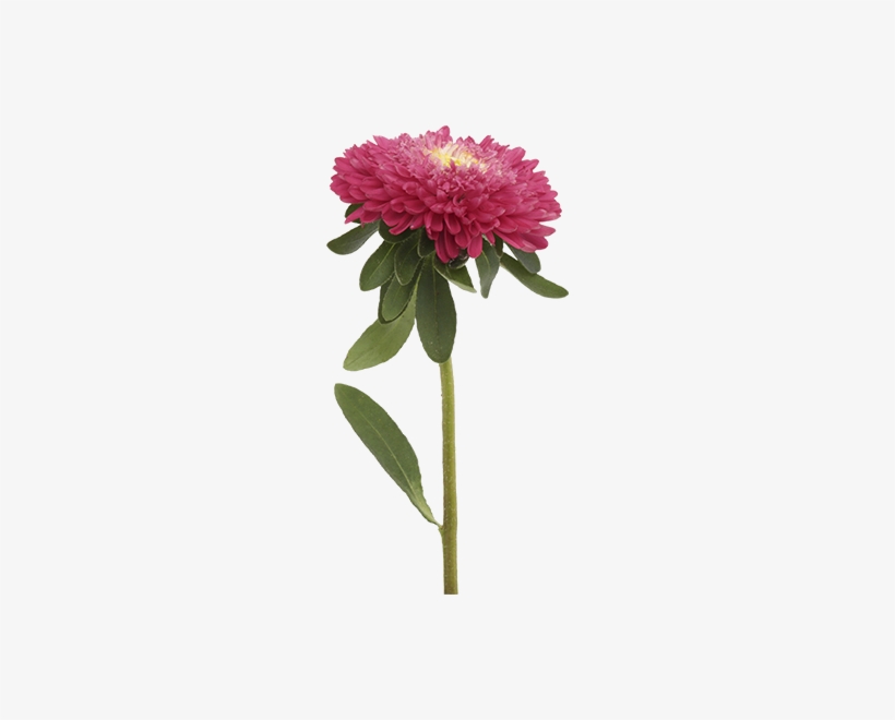 Aster Png File - Aster Png, transparent png
