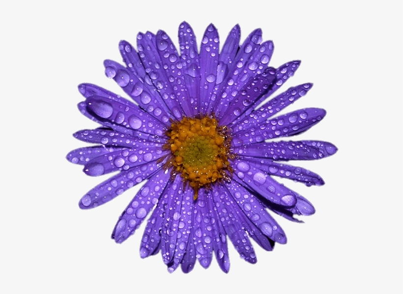 Purple Aster With Water Droplets On Leaves - The Anderson's Sunflower Farm, transparent png