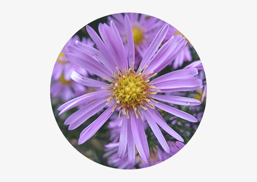 Alpine Aster, transparent png