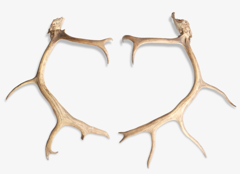 Wood, transparent png