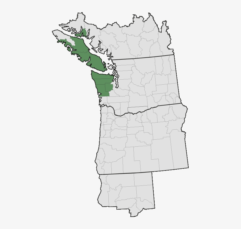 Aster Paucicapitatus - Pacific Northwest, transparent png