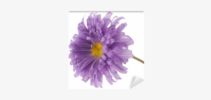 Dahlia, transparent png