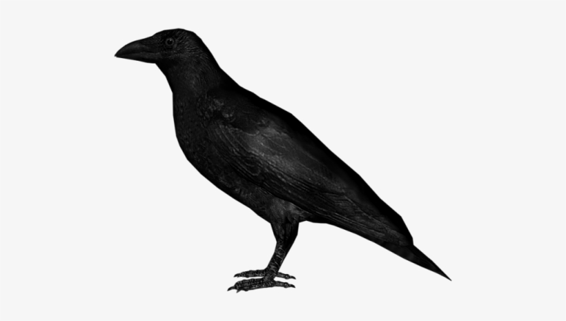 Crow Png Image - Png Image Of Crow, transparent png