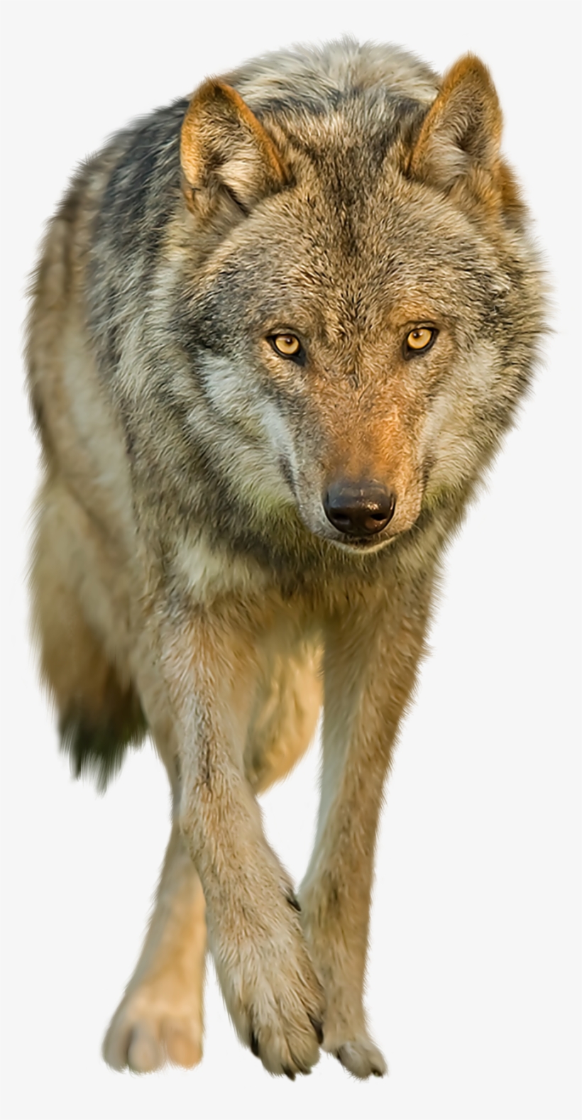 Download Wolf Png Transparent Images Transparent Backgrounds - Red Wolf No Background, transparent png