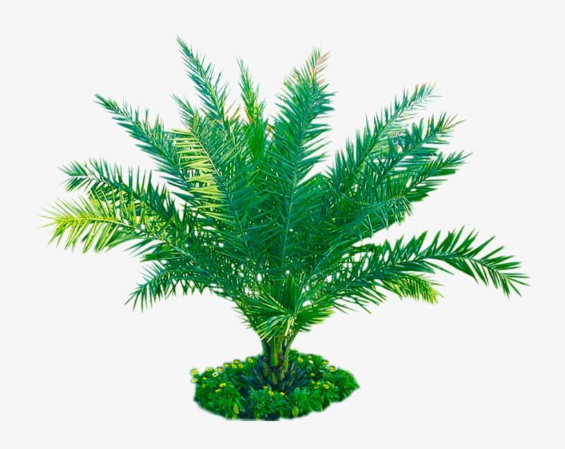 Free Download Palm Plant Png Image Transparent Background - Plants, transparent png