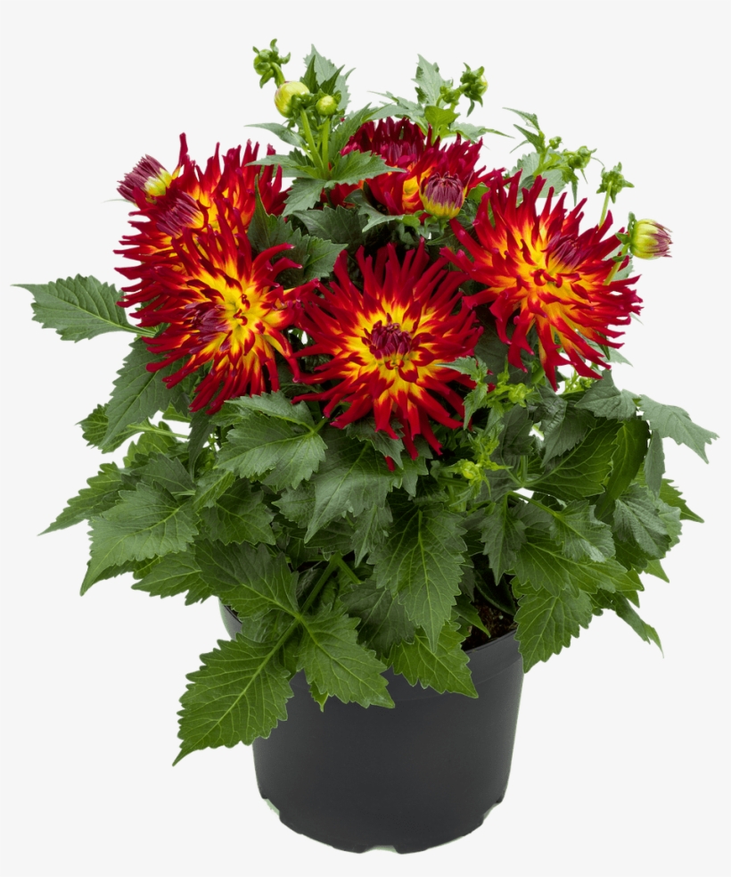 More Information - Dahlia, transparent png
