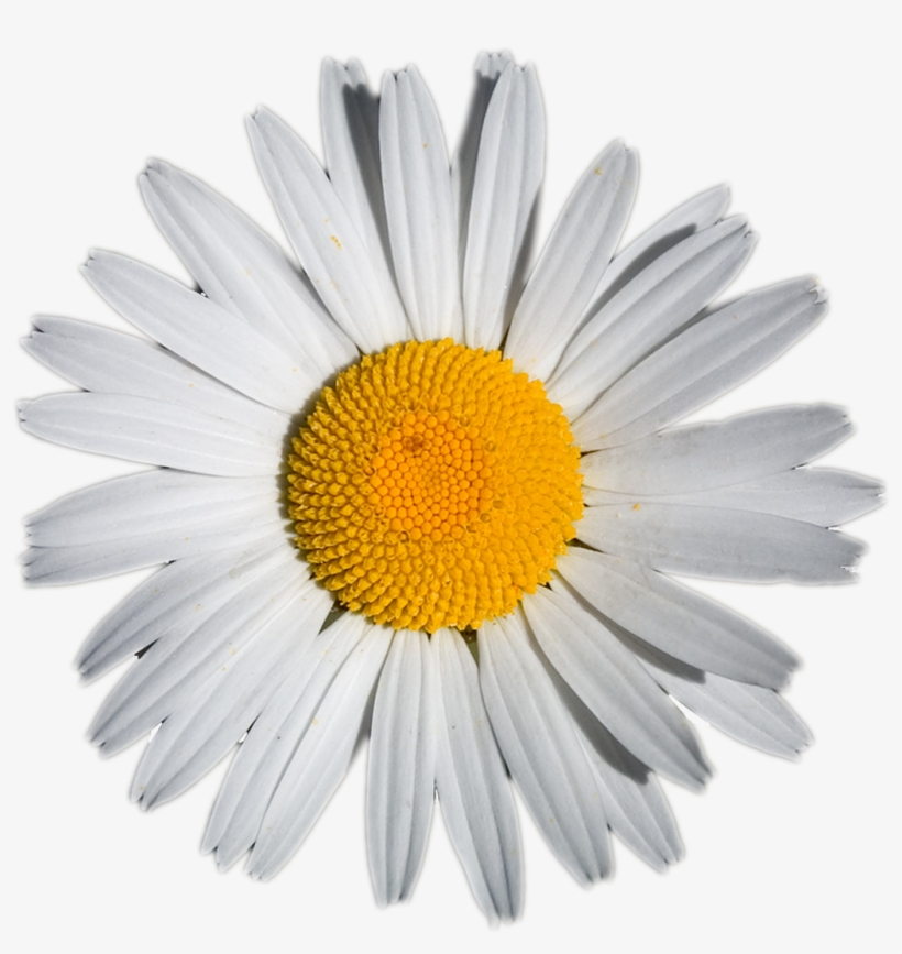 Daisy Png Tumblr Download, transparent png