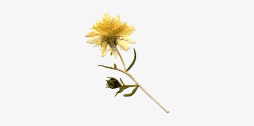 Moodboardpngs Tumblr - Chrysanths, transparent png
