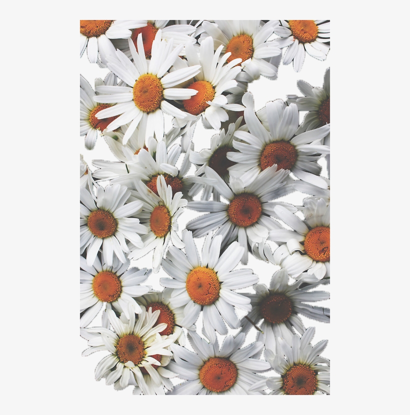 By Xylojw - Daisy Flowers Background, transparent png
