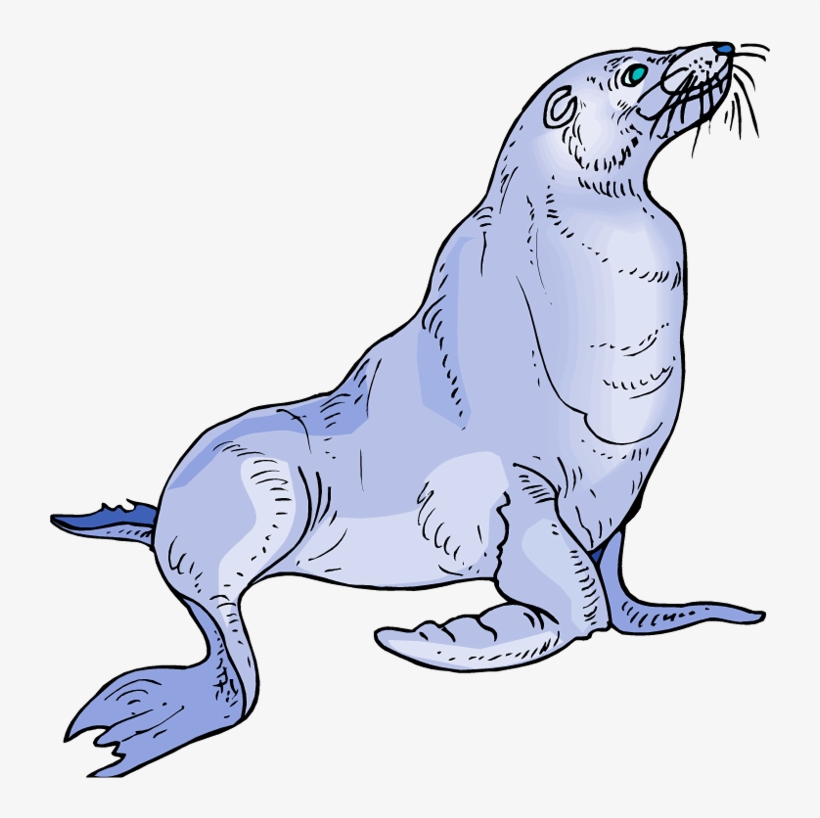 Sea Lion Clipart, transparent png