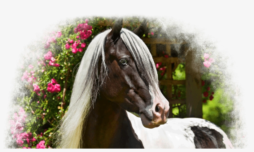 Gypsy Vanners - Gypsy Vanner Transparent, transparent png
