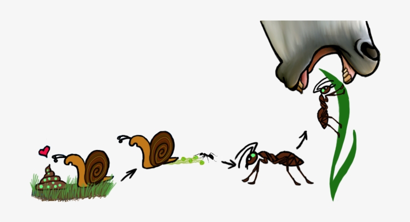 Enter Image Description Here - Dicrocoelium Dendriticum Life Cycle, transparent png