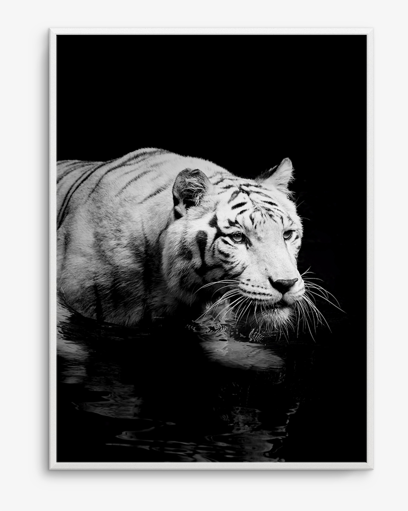 Tigre De Nuit - Art Print: Kjersti's White Tiger, 61x41in., transparent png