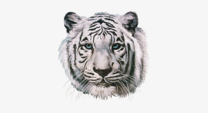 Tete De Tigre - White Tiger Head Hd, transparent png