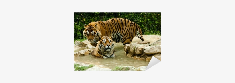 Tigre, Buenos Aires, transparent png