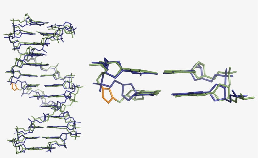 Comparison Of Three Dimensional Structures Of Triazole - Dna Three Dimensional Structure, transparent png