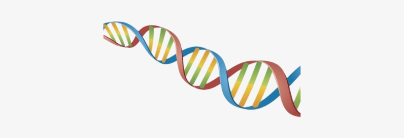 Dna String Coloured - Cadena De Adn Png, transparent png