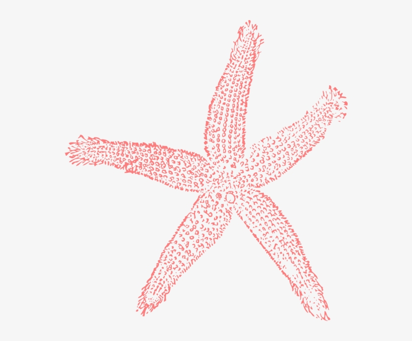 Small - Coral Starfish, transparent png