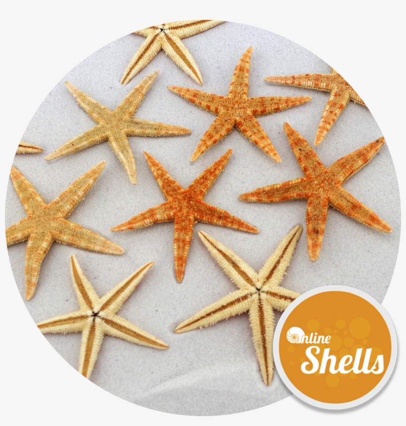 Starfish Natural Small 6-8cm - Starfish, transparent png