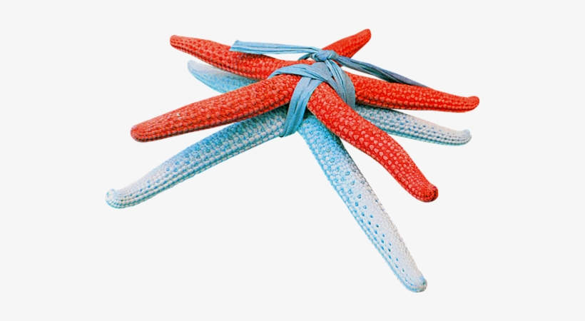 Plage - Starfish, transparent png