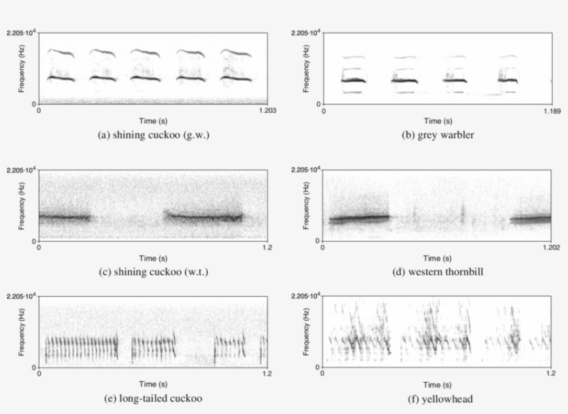 Spectrograms Of The Begging Calls Of Three Host Parasite - Grey Warbler, transparent png