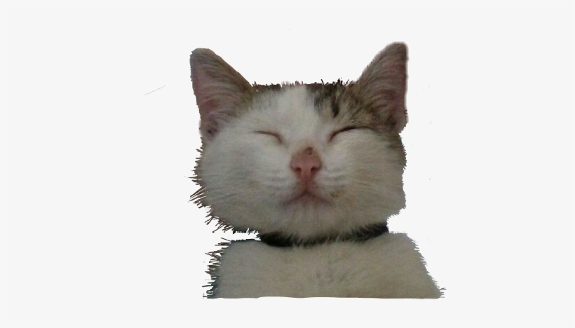 Happycat Happy Fine Cats Catsticker Happiness - Domestic Short-haired Cat, transparent png