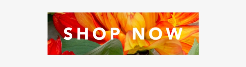 Shop Perfumes Now - Perfume, transparent png