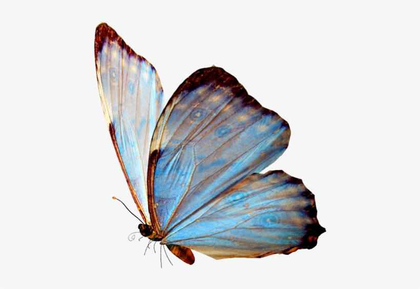 Download - Czar Glazed Cushion Nokia 6 (august 2017) Transparent, transparent png