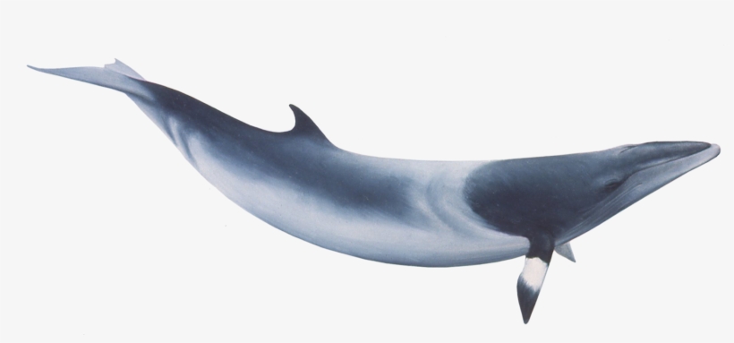 Minke Whale Png, transparent png