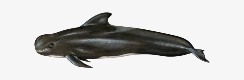 Short-finned Pilot Whale - Short Finned Pilot Whale, transparent png