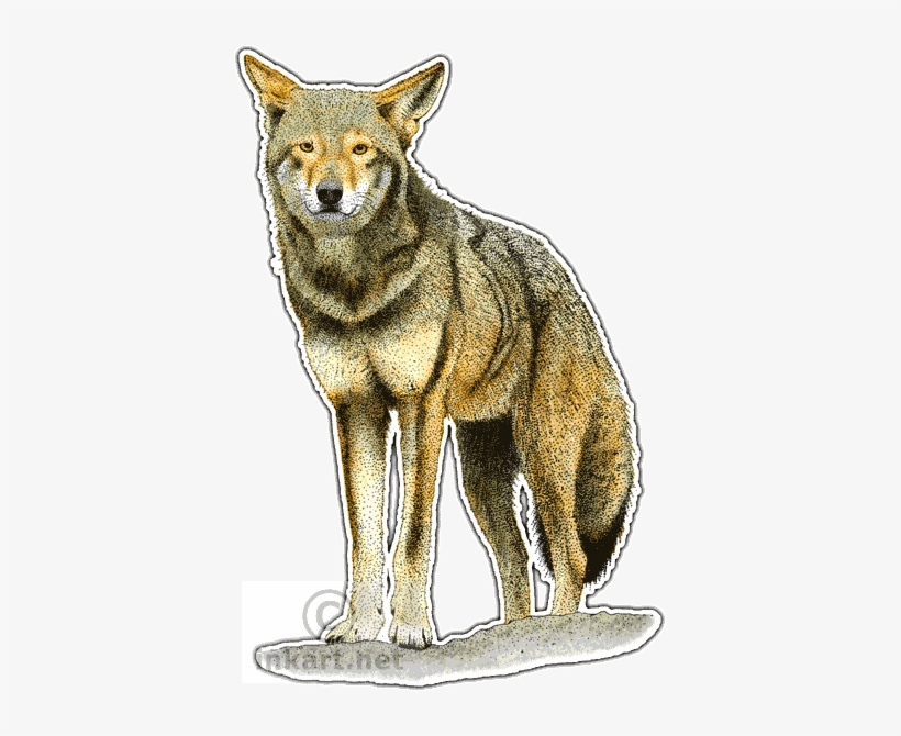 Red Wolf Decal - Canidae Family, transparent png