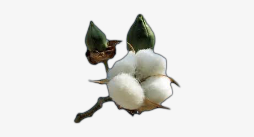Cotton Free Png Image - Cotton Plant Coloring Page, transparent png