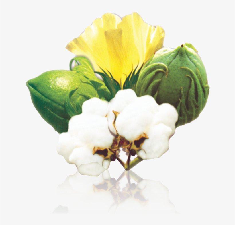 Previous - Next - Cotton Seeds Png, transparent png