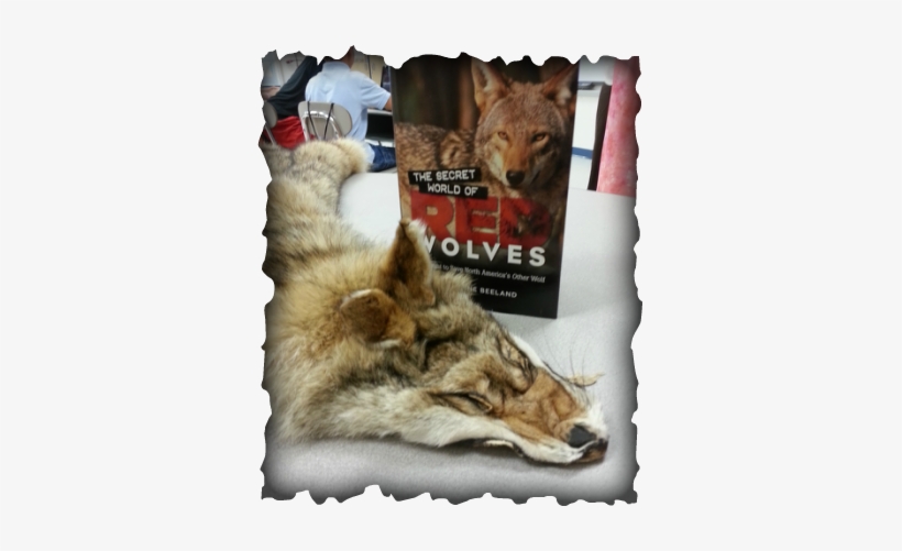 Picture - Secret World Of Red Wolves By T. Delene Beeland, transparent png